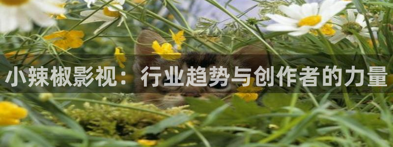 南瓜影视怎么下载：小辣椒影视：行业趋势与创作者的力量